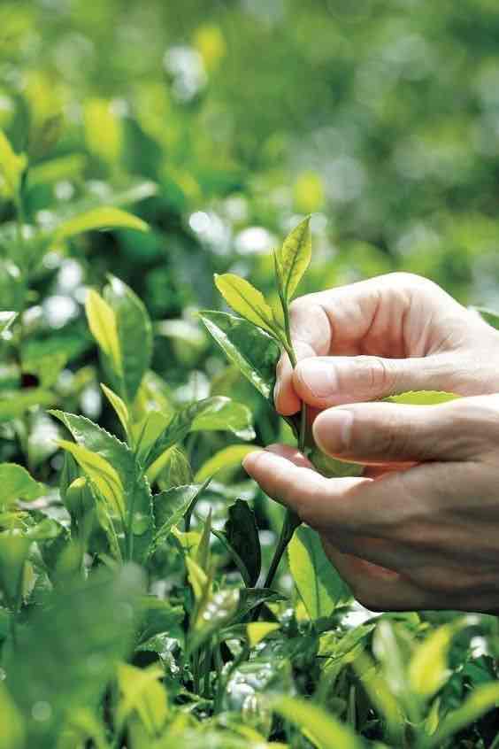 Récolte de feuilles de thé illustrant l’origine chinoise du matcha ISARA